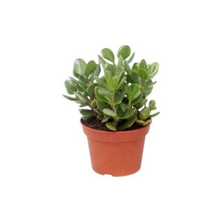 Vaso Crassula | Planta de Jade