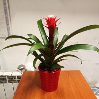 Guzmania 