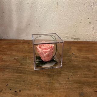 ROSA LIOFILIZADA EN CUBO 