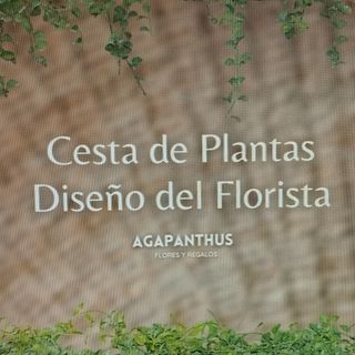 Composición de Plantas Variadas "Lagunillas"