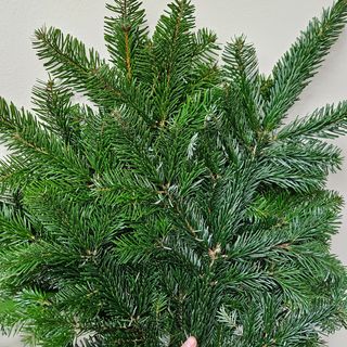 paquete de 3 ramas de abeto navideño o nobilis