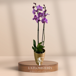 Orquidea Phalaenopsis