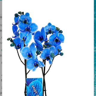 Orquidea azul dos tallos 