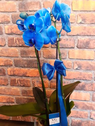 Orhidee Phalaenopsis albastra cu 2 tije florale