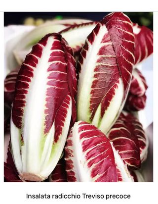 Insalata radicchio treviso precoce 500 gr. ca.