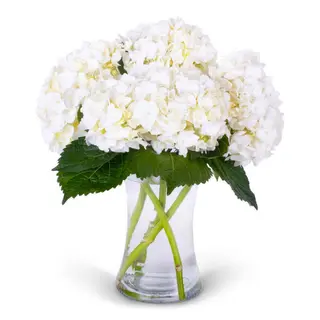 Hortensie alba