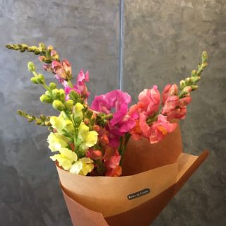 Muflier couleurs variées (5 tiges)