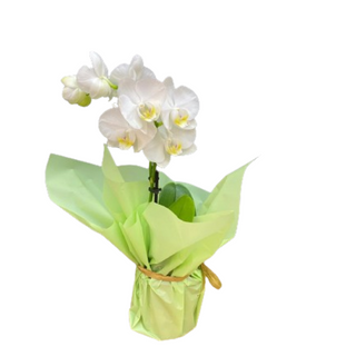 Vaso de Orquídeas Brancas