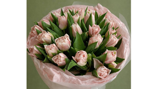 25 jasno różowych piwoniowych tulipanów