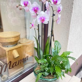 Aranjament cu plante verzi orhidee