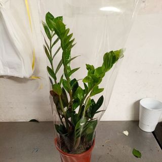 Zamioculcas