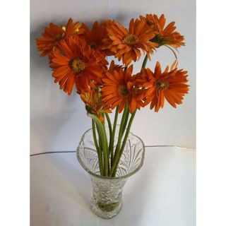 Gerbera