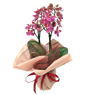 Storczyk Multiflora (o drobnych kwiatach)