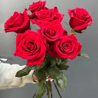 ჰოლანდ