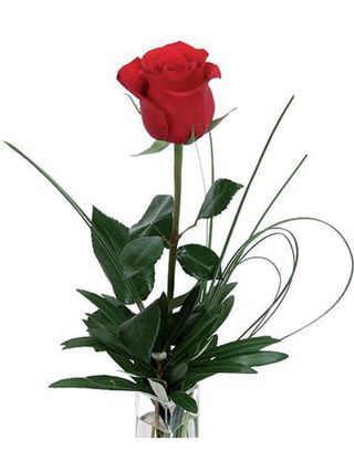 Rosa rossa confezione - 1 pezzo