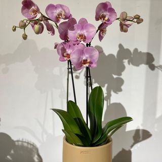 Cerâmica com orquídea 