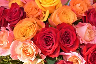 Buchet 3 trandafiri mix