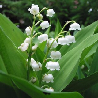 Brin de Muguet