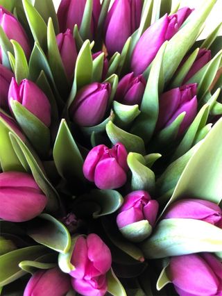 Tulipani violetto - 10 pezzi