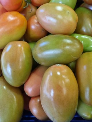 Pomodoro colonna al kg