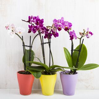 Orchidea phalenopsis grande