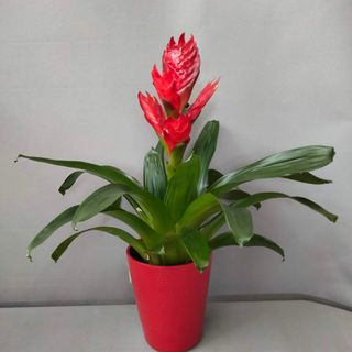 Bromelia c/base de cerámica