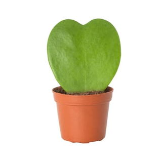 Hoya Kerrii cuore