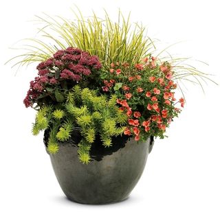 Composizione piante miste esterno piccola