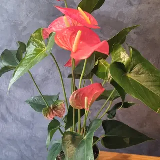 Plante Anthurium rose 