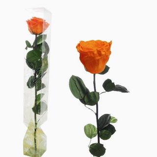 Rosa eterna naranja tallo corto