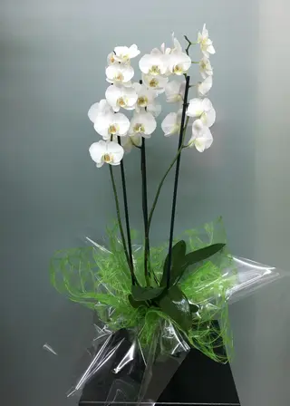 Orquídea phalaenopsis