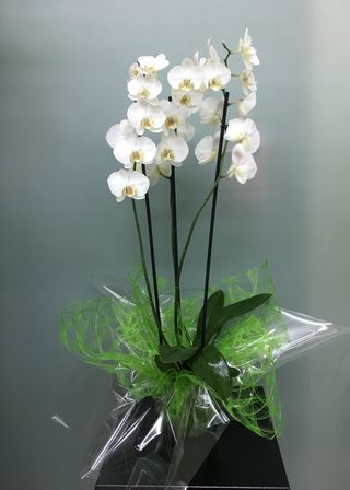 Orquídea phalaenopsis