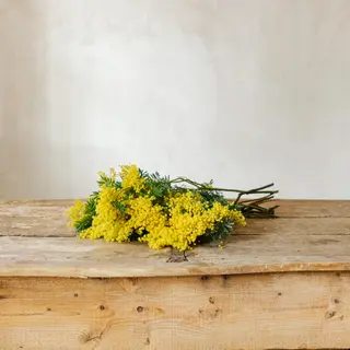 Ramo de mimosa S