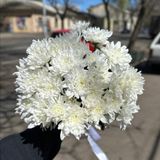 5 гілок біла зембла