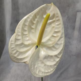 Flor De Anturio Blanco