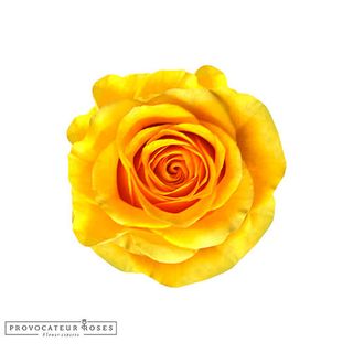 Rosa eterna amarilla