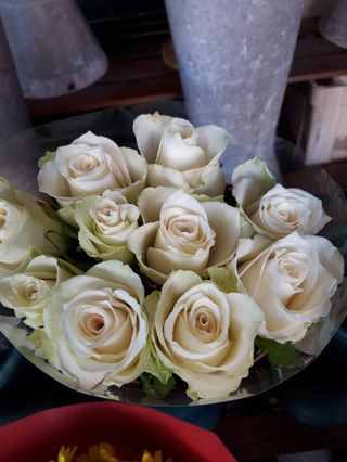 7 Pezzi Rosa bianca grande extra 