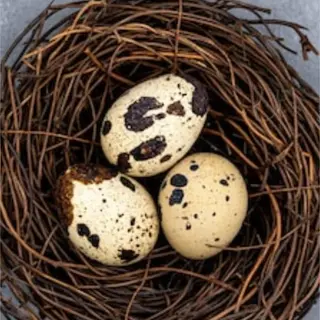 Huevos de codorniz