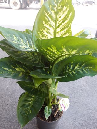 Pianta di partamento