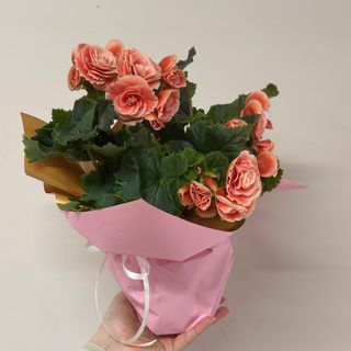Begonia in ambalaj