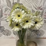 GERBERAS BLANCAS