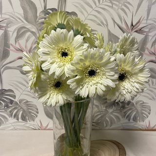 GERBERAS BLANCAS