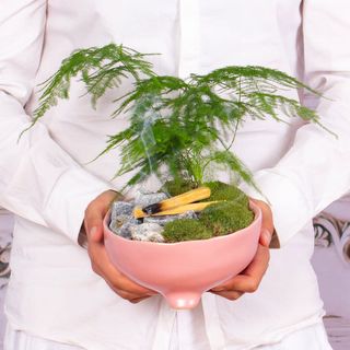 Terariu cu Palo Santo si Asparagus