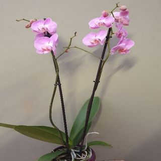 Orquídea con macetero