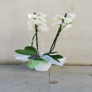 Orquídea Blanca