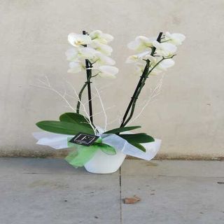 Orquídea Blanca