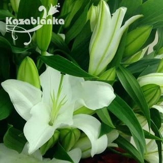 Orijental beli (RCIR 50)