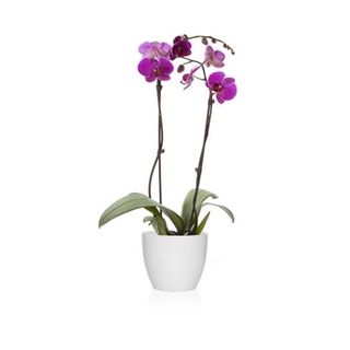 Phalaenopsis Fucsia 2 Varas