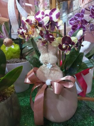 Orquídea Mini