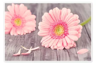 Gerbera singola, un pezzo